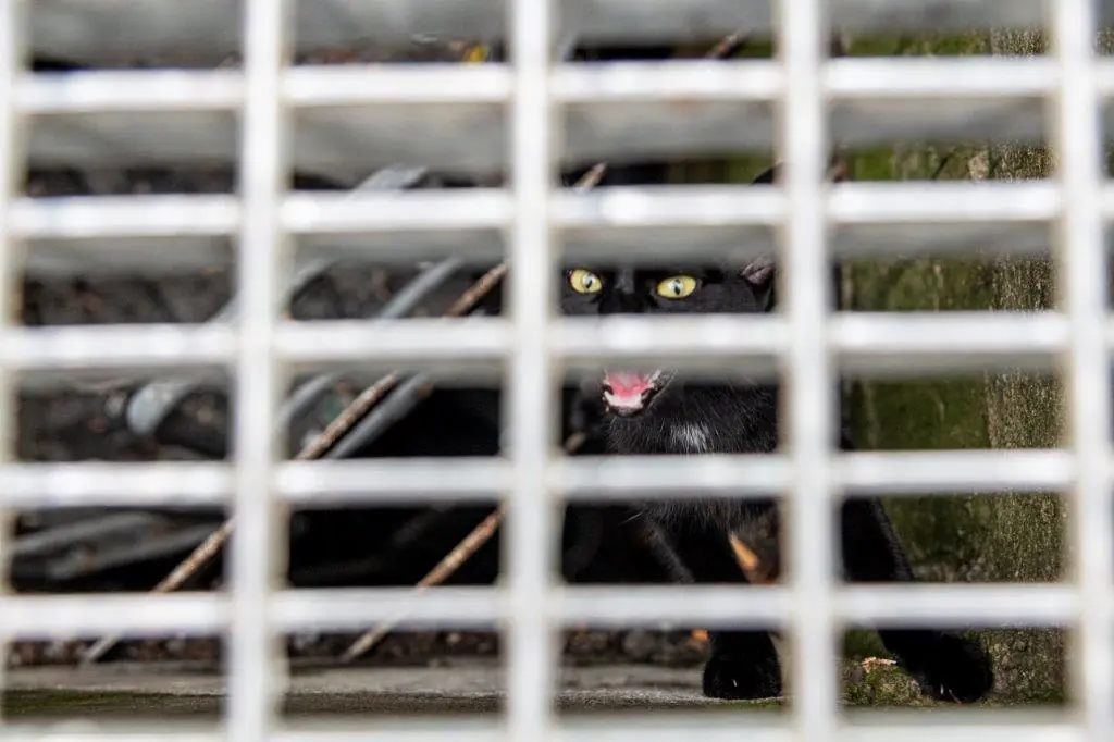 Gatto salvato in metro, la storia